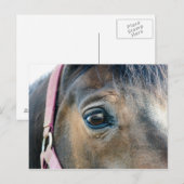 Carte Postale Oeil du cheval (Devant / Derrière)