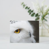 Carte Postale OEil du hibou (Debout devant)