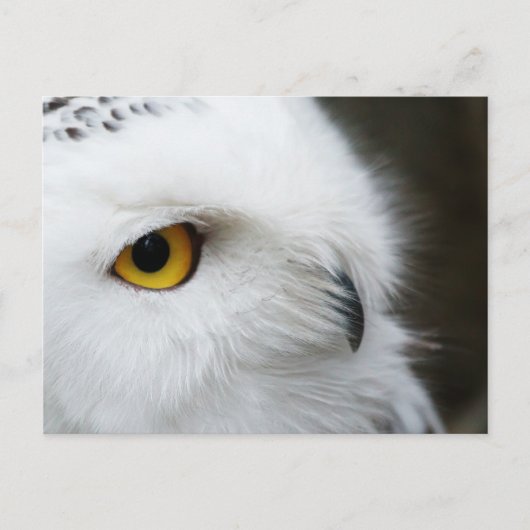 Carte Postale OEil du hibou (Devant)