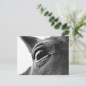 Carte Postale Oeil du poney 1 (Debout devant)