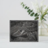 Carte Postale oeil du serpent (Debout devant)