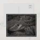 Carte Postale oeil du serpent (Devant / Derrière)