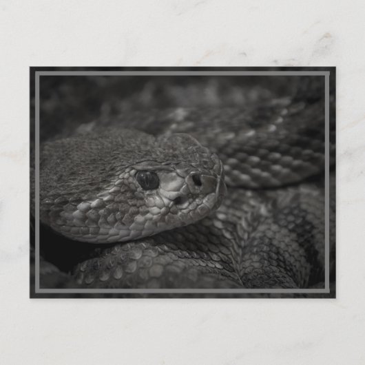 Carte Postale oeil du serpent (Devant)