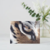 Carte Postale Oeil du tigre (Debout devant)