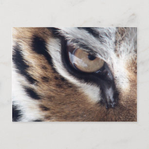 Carte Postale Oeil du tigre