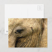 Carte Postale Oeil éléphant (Devant / Derrière)