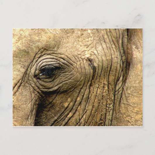 Carte Postale Oeil éléphant (Devant)