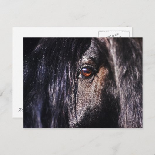 Carte Postale oeil friésien (Devant / Derrière)