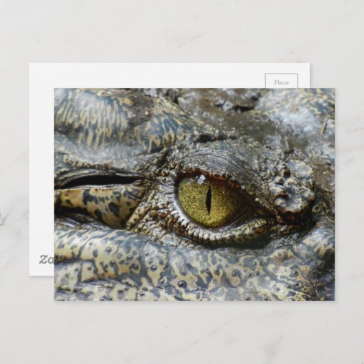 Carte Postale Oeil jaune effrayant de crocodile (Devant / Derrière)