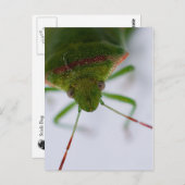 Carte postale Oeil puant (Devant / Derrière)