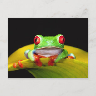 Carte Postale Oeil rouge Treefrog, Agalychinis callidryas, autoc