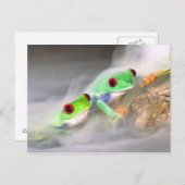 Carte Postale Oeil rouge Treefrog dans la brume, Agalychinis 2 (Devant / Derrière)