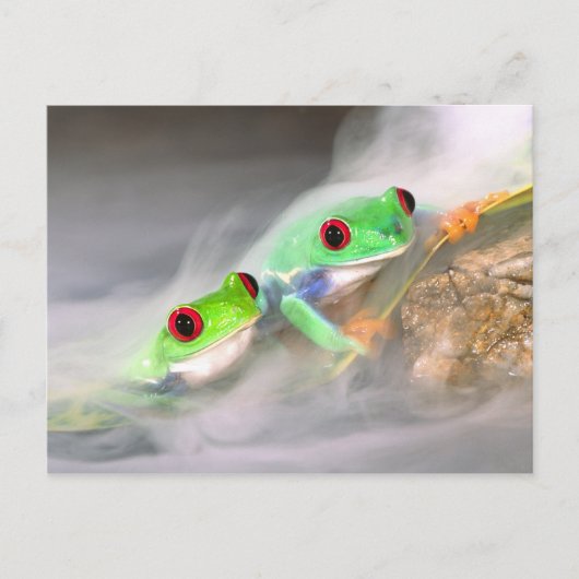 Carte Postale Oeil rouge Treefrog dans la brume, Agalychinis 2 (Devant)