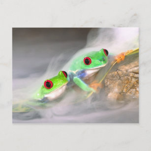 Carte Postale Oeil rouge Treefrog dans la brume, Agalychinis 2