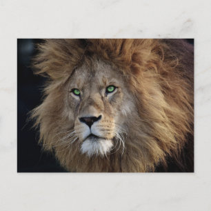 Carte Postale Oeil sauvage Photo Oeil vert