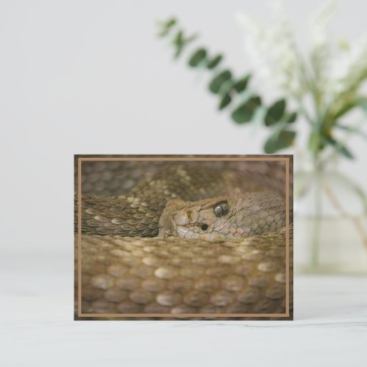 Carte Postale OEil serpent (Debout devant)