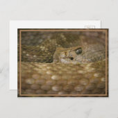 Carte Postale OEil serpent (Devant / Derrière)