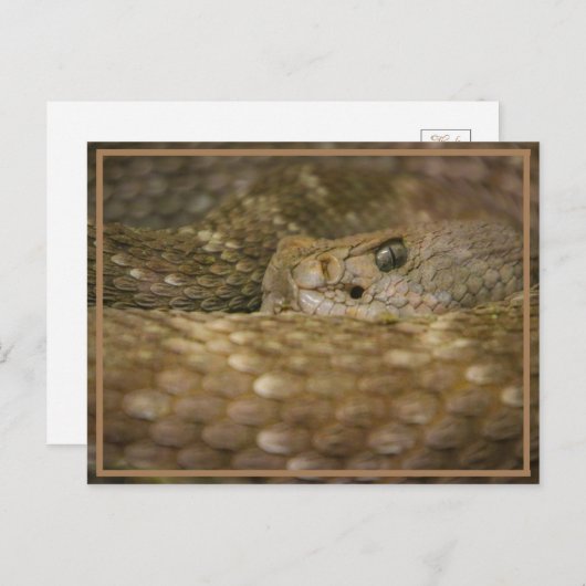 Carte Postale OEil serpent (Devant / Derrière)