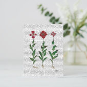 Carte Postale Oeillet italien 1 (Debout devant)