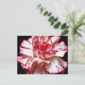 Carte Postale Œillet rayé de bonbon (Debout devant)