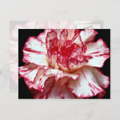 Carte Postale Œillet rayé de bonbon (Devant / Derrière)