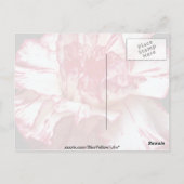 Carte Postale Œillet rayé de bonbon (Dos)