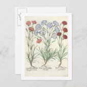 Carte Postale Oeillets : 1.Caryophyllus multiplex flore albo ; 2 (Devant / Derrière)