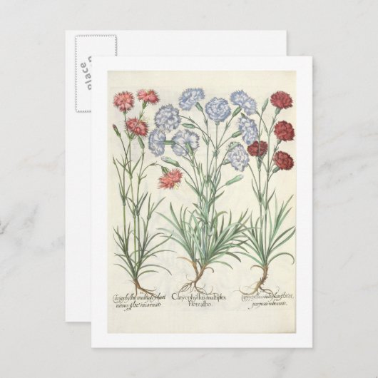 Carte Postale Oeillets : 1.Caryophyllus multiplex flore albo ; 2 (Devant / Derrière)