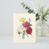 Carte Postale Oeillets de Pierre-Joseph Redouté (Debout devant)