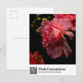 Carte Postale Œillets roses (Devant / Derrière)