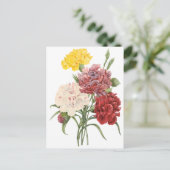 Carte Postale Oeillets vintages Dianthus Garden Flowers Redoute (Debout devant)