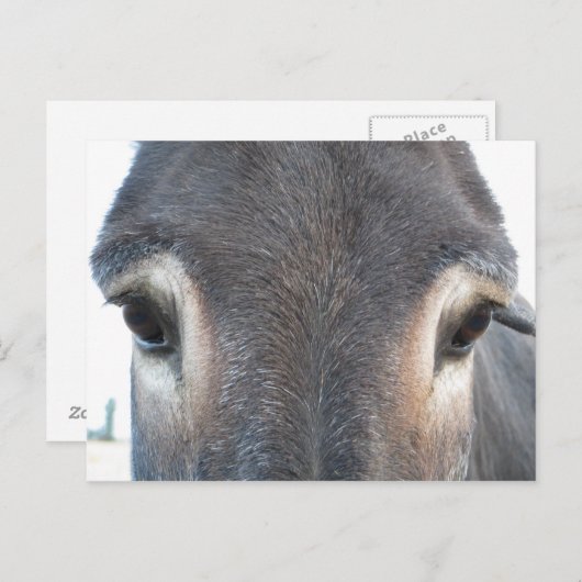 Carte Postale OEils Donkey (Devant / Derrière)