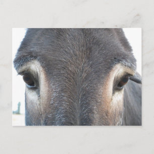 Carte Postale OEils Donkey