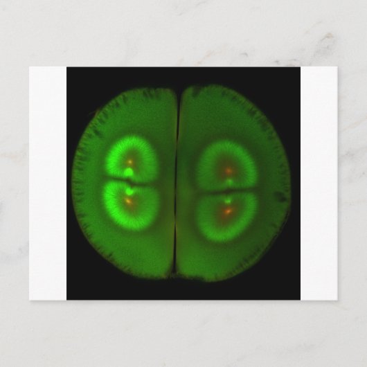 Carte Postale OEuf de grenouille fertilisé (Devant)