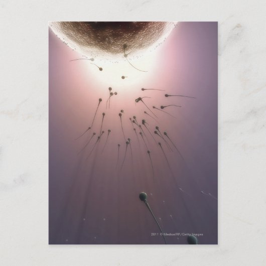 Carte Postale Oeuf fertilisé par le sperme (Devant)