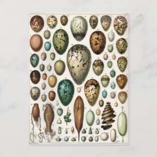Carte Postale Oeufs