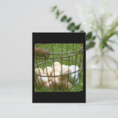 Carte Postale Oeufs (Debout devant)