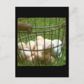 Carte Postale Oeufs (Devant)