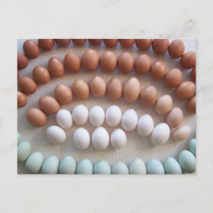 Carte Postale Oeufs arc-en-ciel pour poules rares