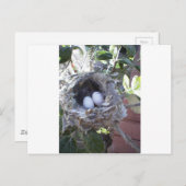 Carte Postale Oeufs de colibri (Devant / Derrière)