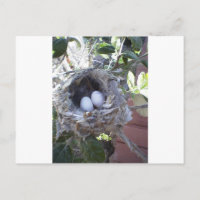 Oeufs de colibri