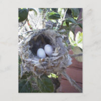 Oeufs de colibri
