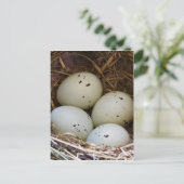 Carte Postale Oeufs De Finition Et Nid (Debout devant)