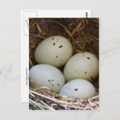 Carte Postale Oeufs De Finition Et Nid (Devant / Derrière)