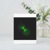 Carte Postale OEufs de grenouille après fertilisation (Debout devant)