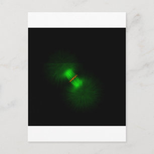 Carte Postale OEufs de grenouille après fertilisation