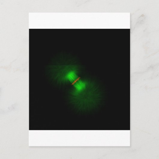 Carte Postale OEufs de grenouille après fertilisation (Devant)