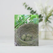 Carte Postale OEufs de nid d'argent (Debout devant)