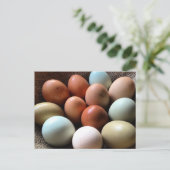 Carte Postale Oeufs de toutes les Shades (Debout devant)