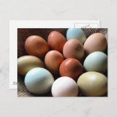 Carte Postale Oeufs de toutes les Shades (Devant / Derrière)